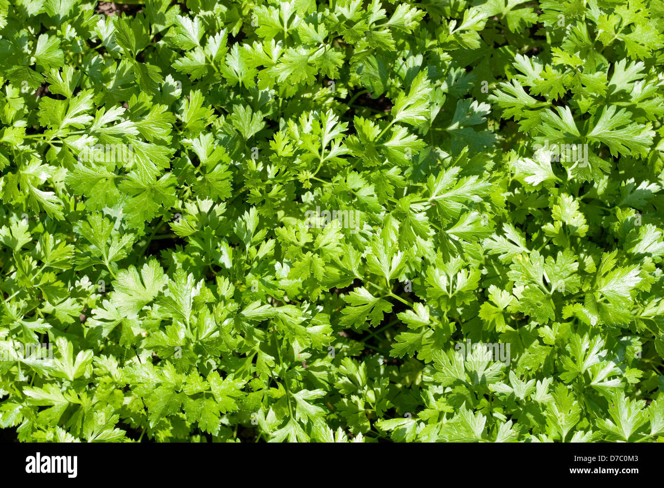 Natürlichen Hintergrund - grüne frische Petersilie Stockfoto