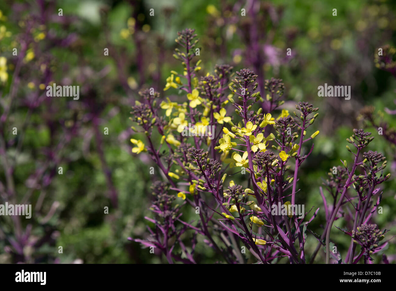 Blühender Grünkohl am Brooklyn Botanic Garden, New York, NY Stockfoto