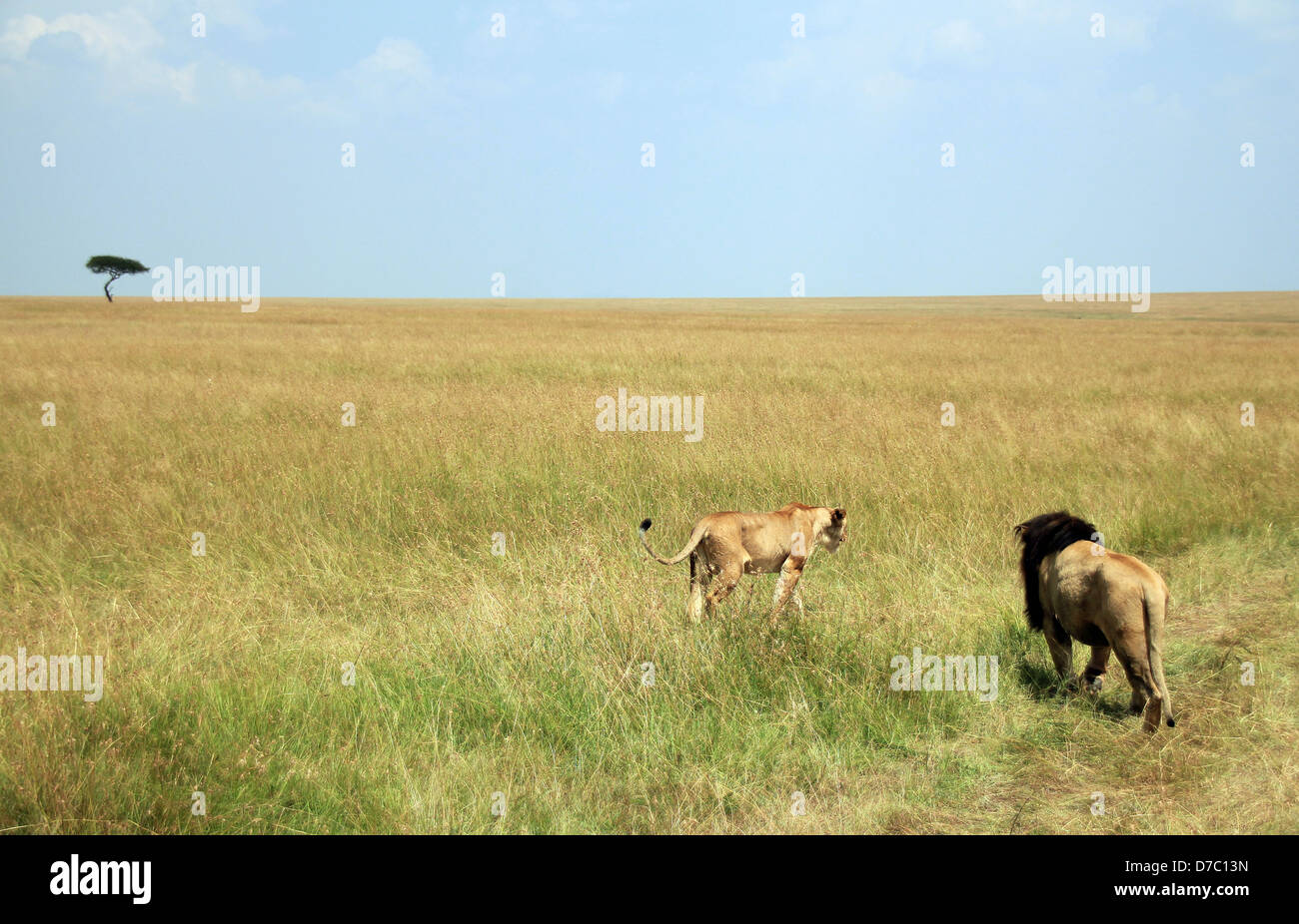 Löwen paar (Panthera LeoWalking Weg über die Savanne, Massai Mara, Kenia Stockfoto