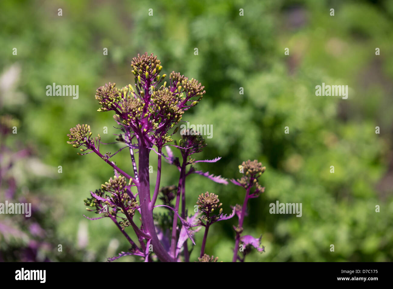 Blühender Grünkohl am Brooklyn Botanic Garden, New York, NY Stockfoto