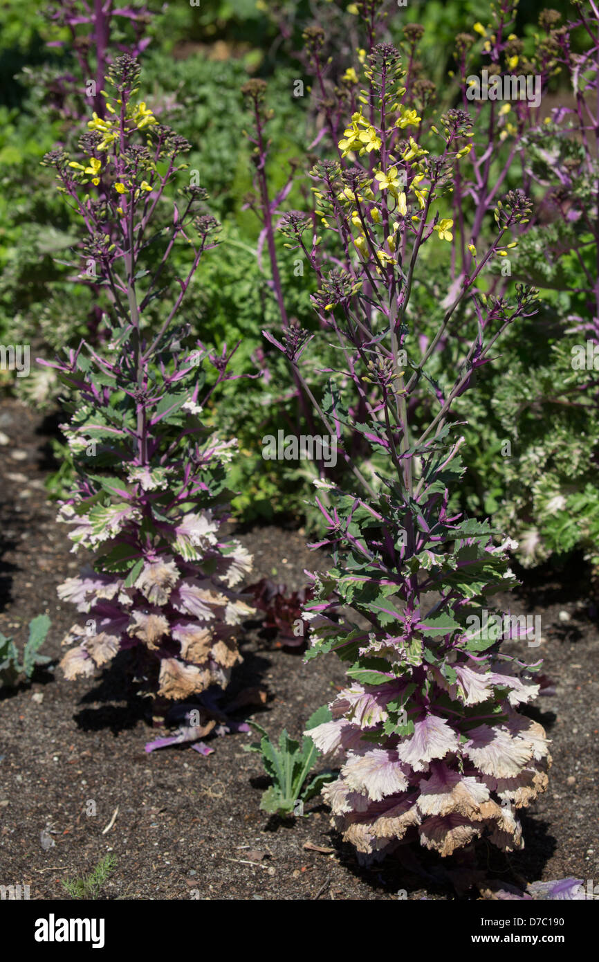 Blühender Grünkohl am Brooklyn Botanic Garden, New York, NY Stockfoto
