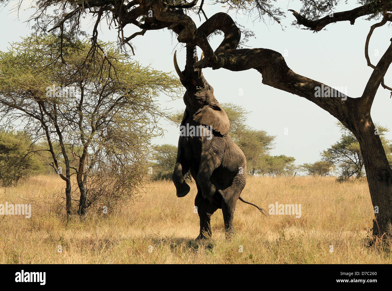 Afrikanischer Elefant (Loxodonta Africana) Reaching Out für Lebensmittel in einem Baum, Serengeti, Tansania Stockfoto