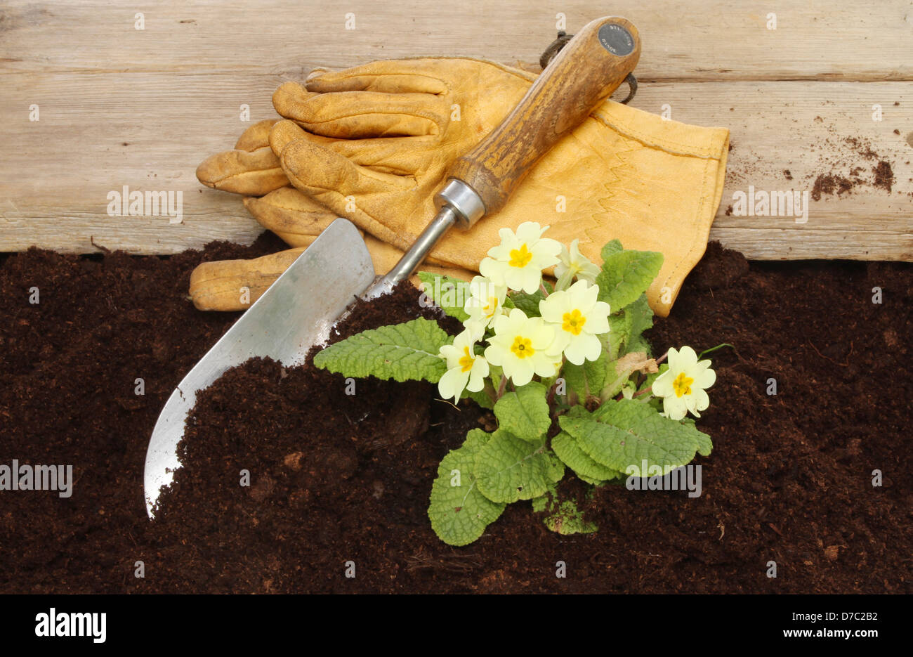 Primel Pflanze im Boden neben einem Holzbrett mit einer Kelle und Gartenhandschuhe Stockfoto
