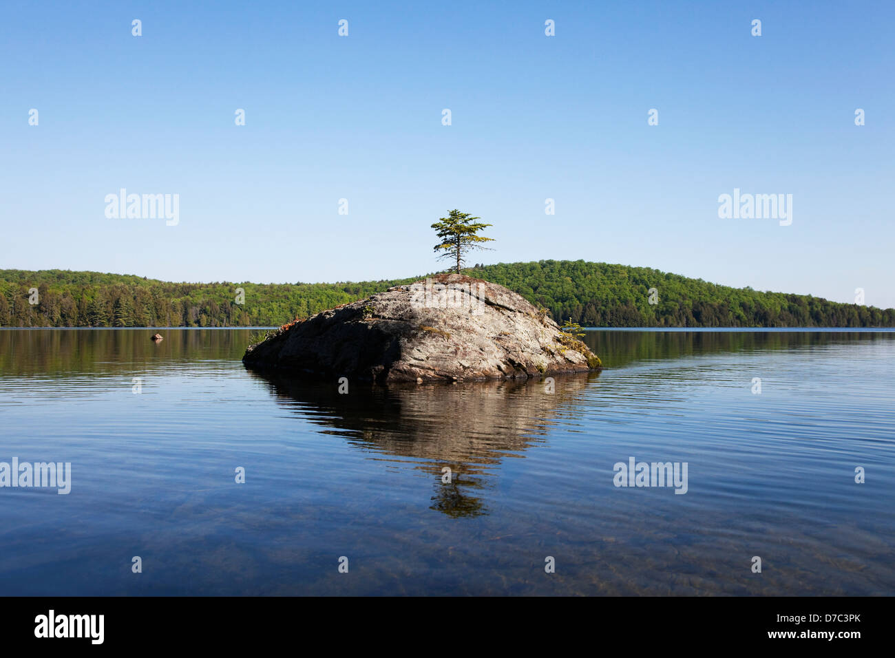 Lone Pine Bäumchen wachsen auf einem Granitfelsen Rauch See im Algonquin Park, Ontario Kanada Stockfoto