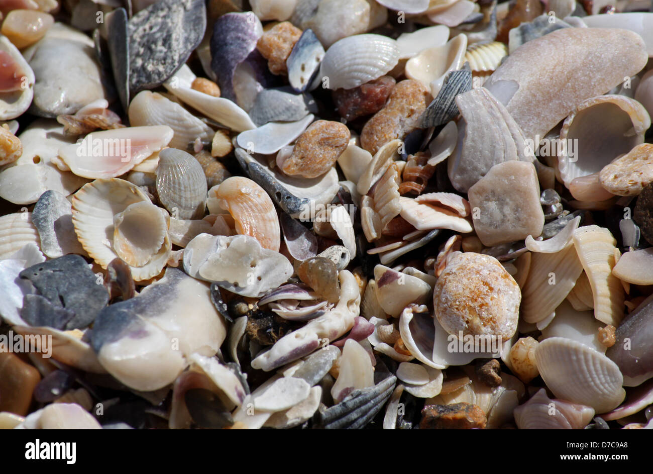 Muscheln und Steinen am Meer Stockfoto