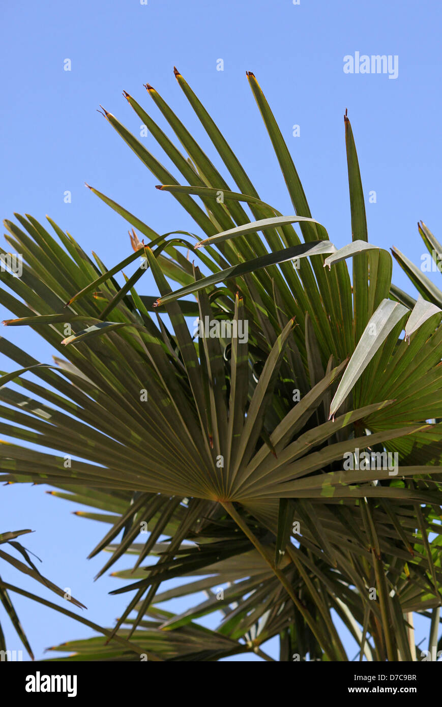 Blätter der Palme über blauen Himmel Stockfoto