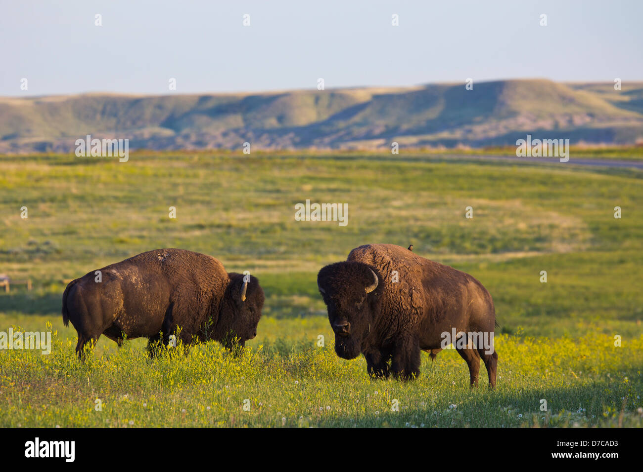 Bison im Grasslands National Park; Saskatchewan Kanada Stockfoto