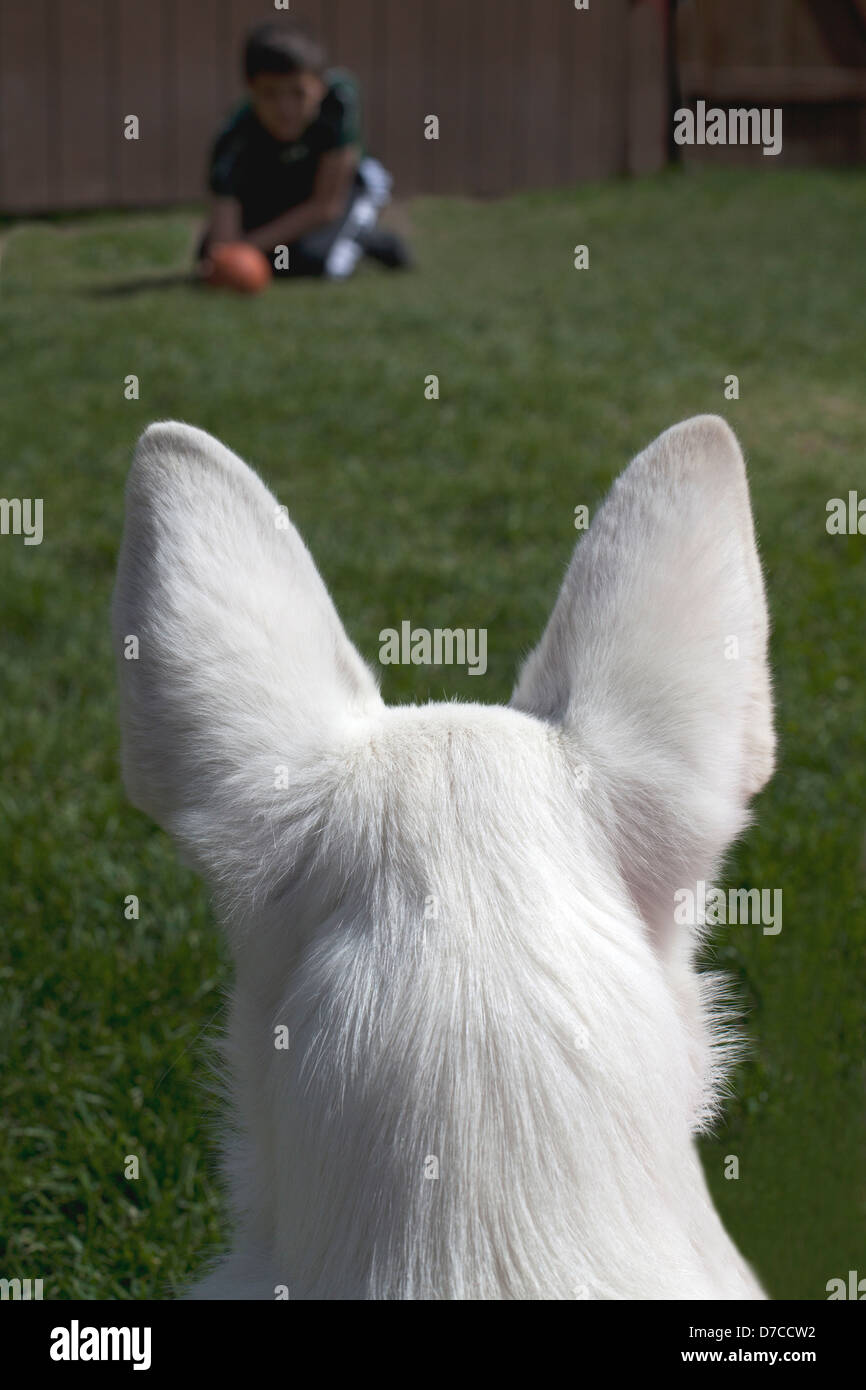 Nahaufnahme der Ohren eines Welpen von hinten warten darauf, im Freien einen Ball fangen. Stockfoto