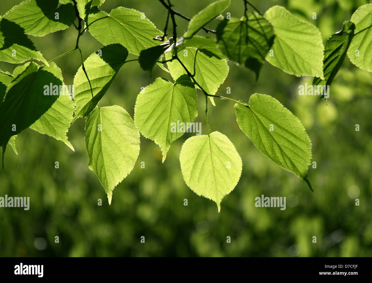 Frische grüne Blätter von Linde im Sonnenlicht Leuchten Stockfoto