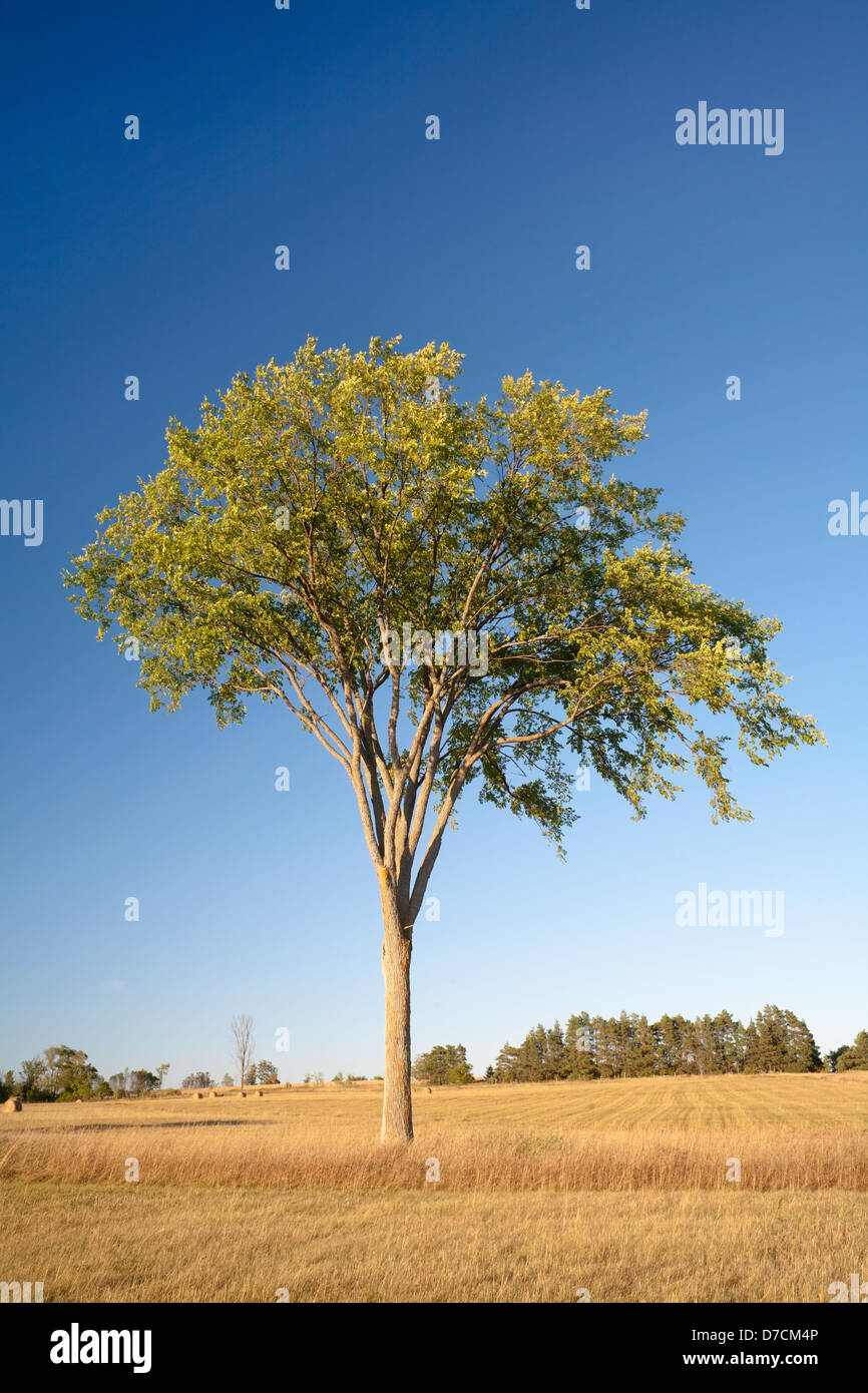 Einzigen Baum in einen Acker. Stockfoto