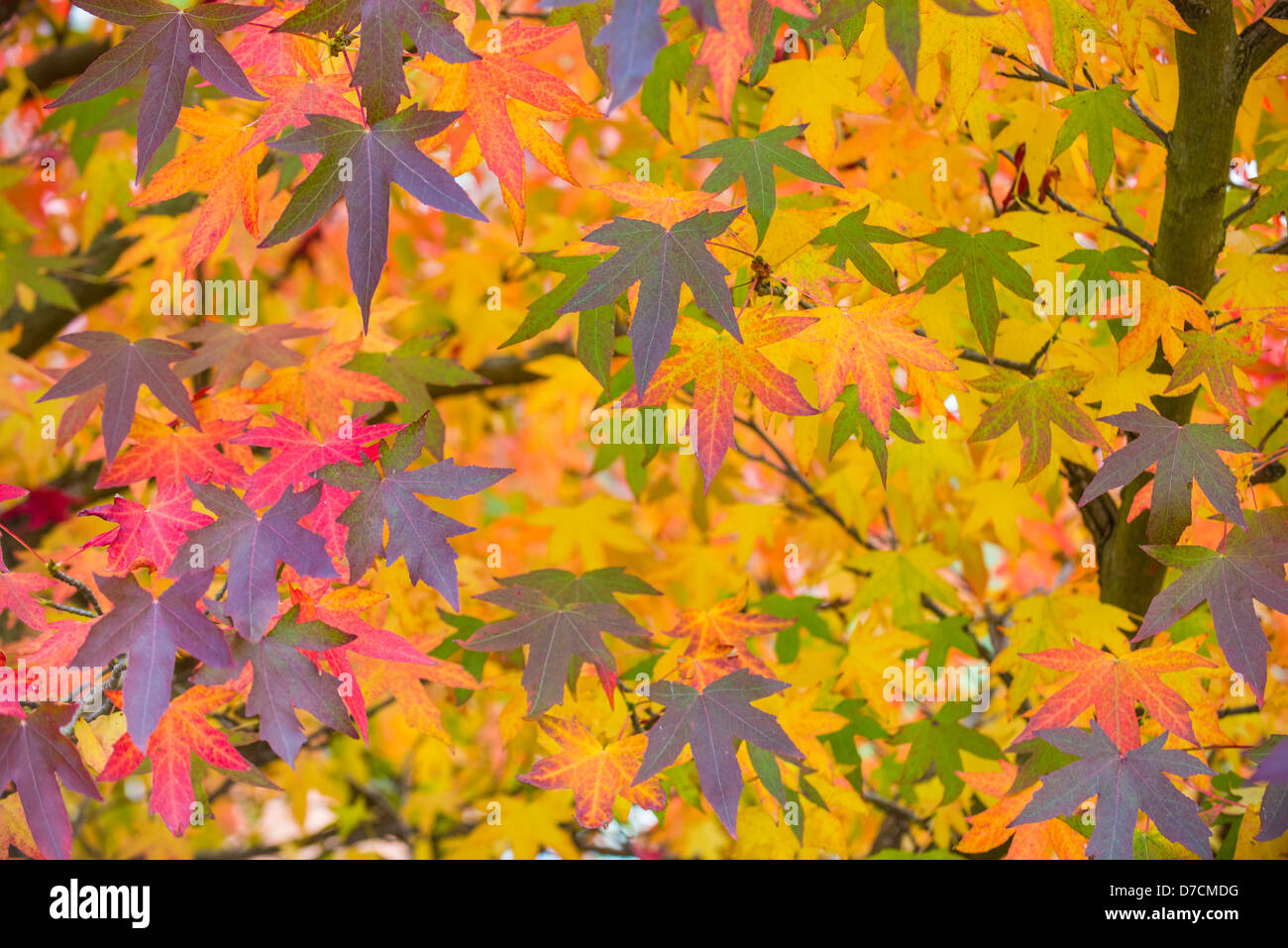 Acer Palmatum, japanischer Ahorn, Norfolk, England Oktober Stockfoto