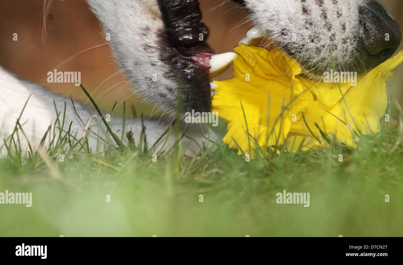 Husky Hund essen eine Narzisse Stockfoto