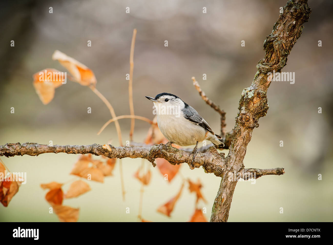 Weißer-breasted Kleiber (Sitta Carolinensis), Ohio Vereinigte Staaten von Amerika Stockfoto