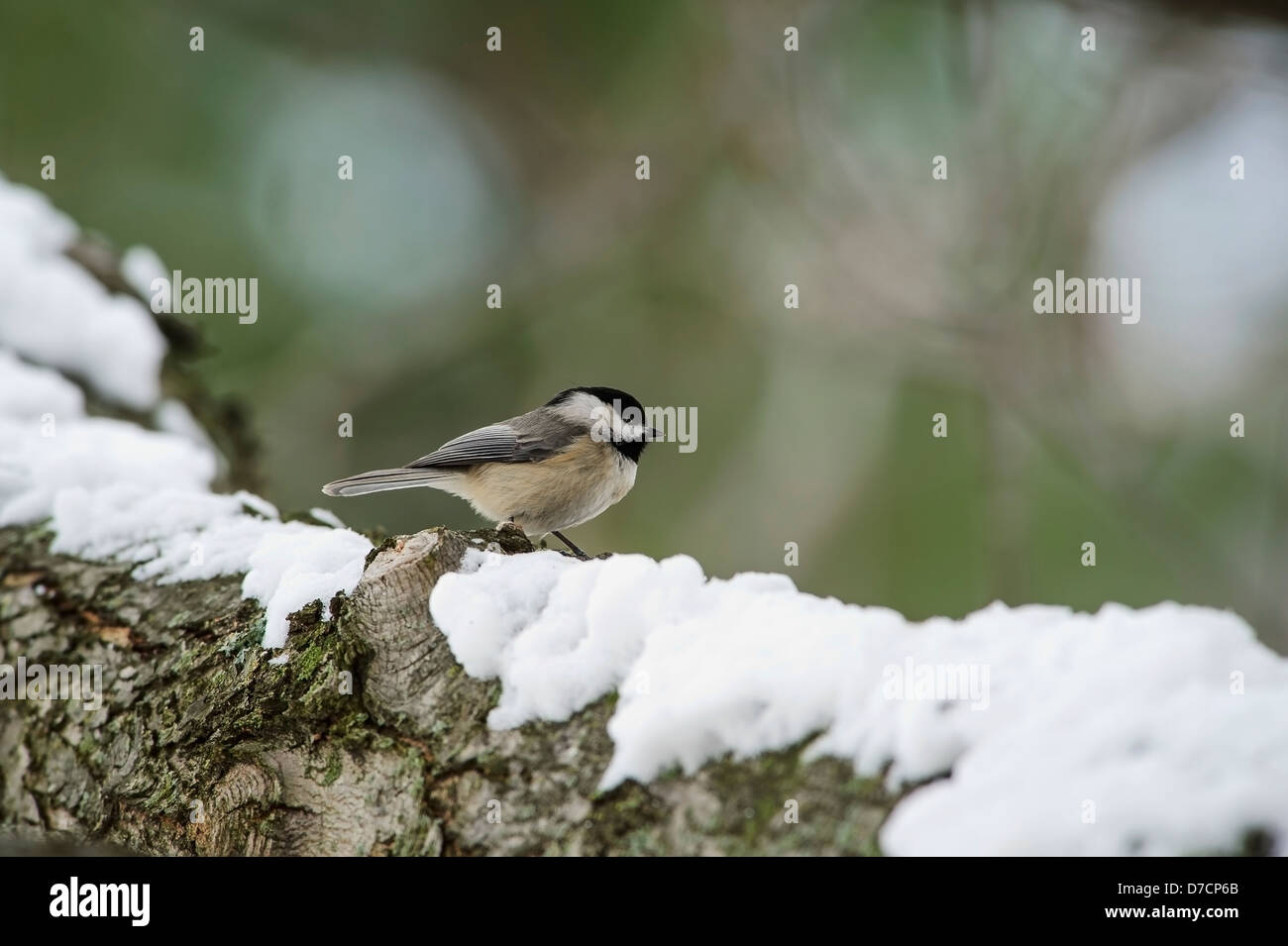 Carolina Chickadee (Poecile Carolinensis) stehend auf einem schneebedeckten Baumstamm, Ohio Vereinigte Staaten von Amerika Stockfoto