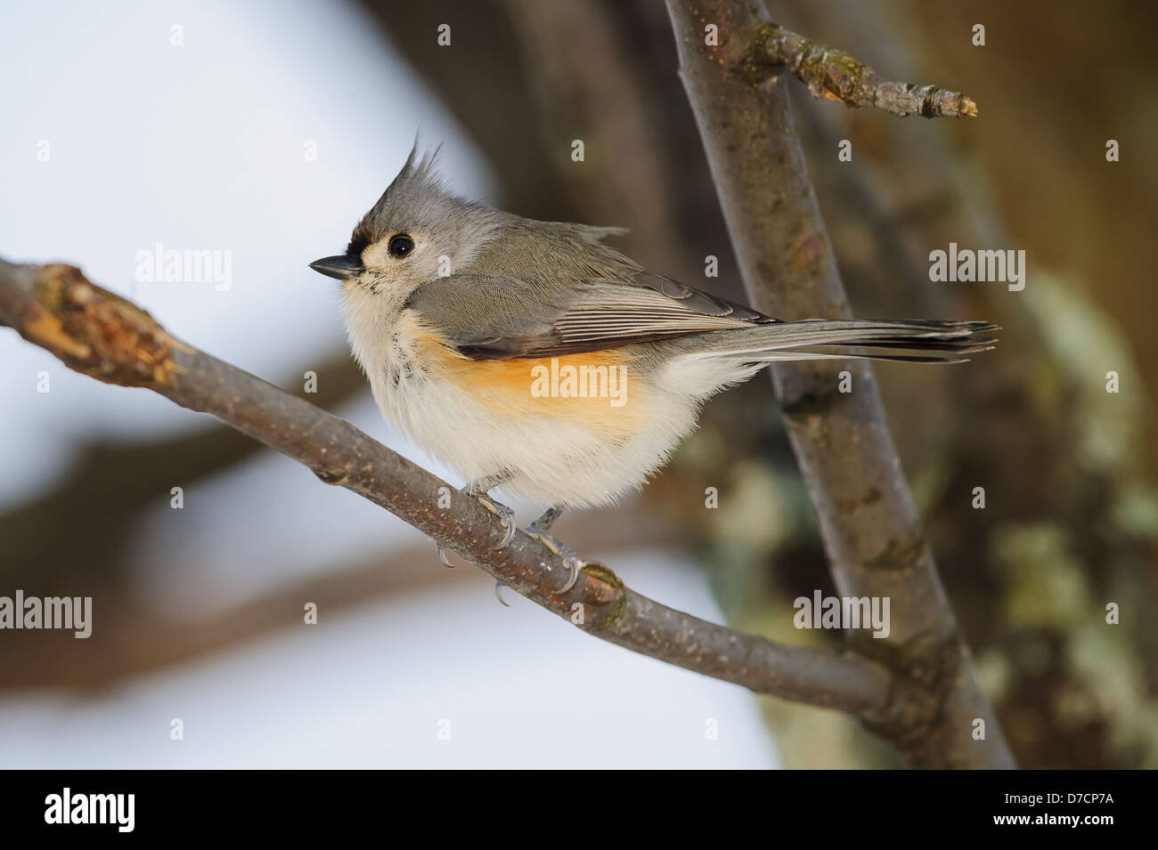 Tufted Meise (Baeolophus bicolor), Ohio Vereinigte Staaten von Amerika Stockfoto