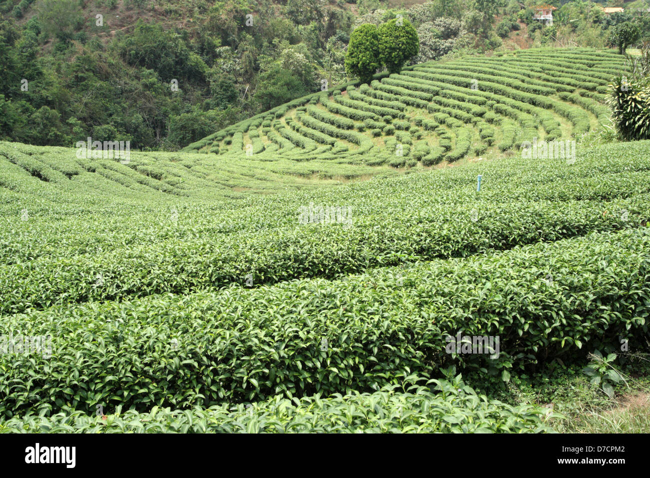 Teepflanzen auf Doi Wawi im Bezirk Mae Suai. Provinz Chiang Rai, Thailand Stockfoto