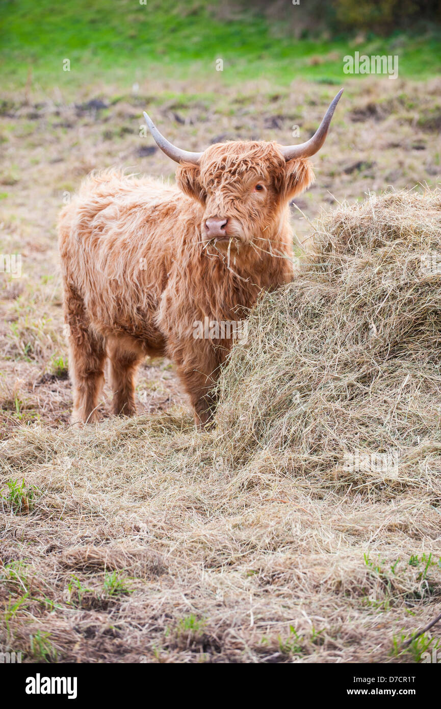 Hochlandrinder ernähren sich von Heuballen, England, November Stockfoto