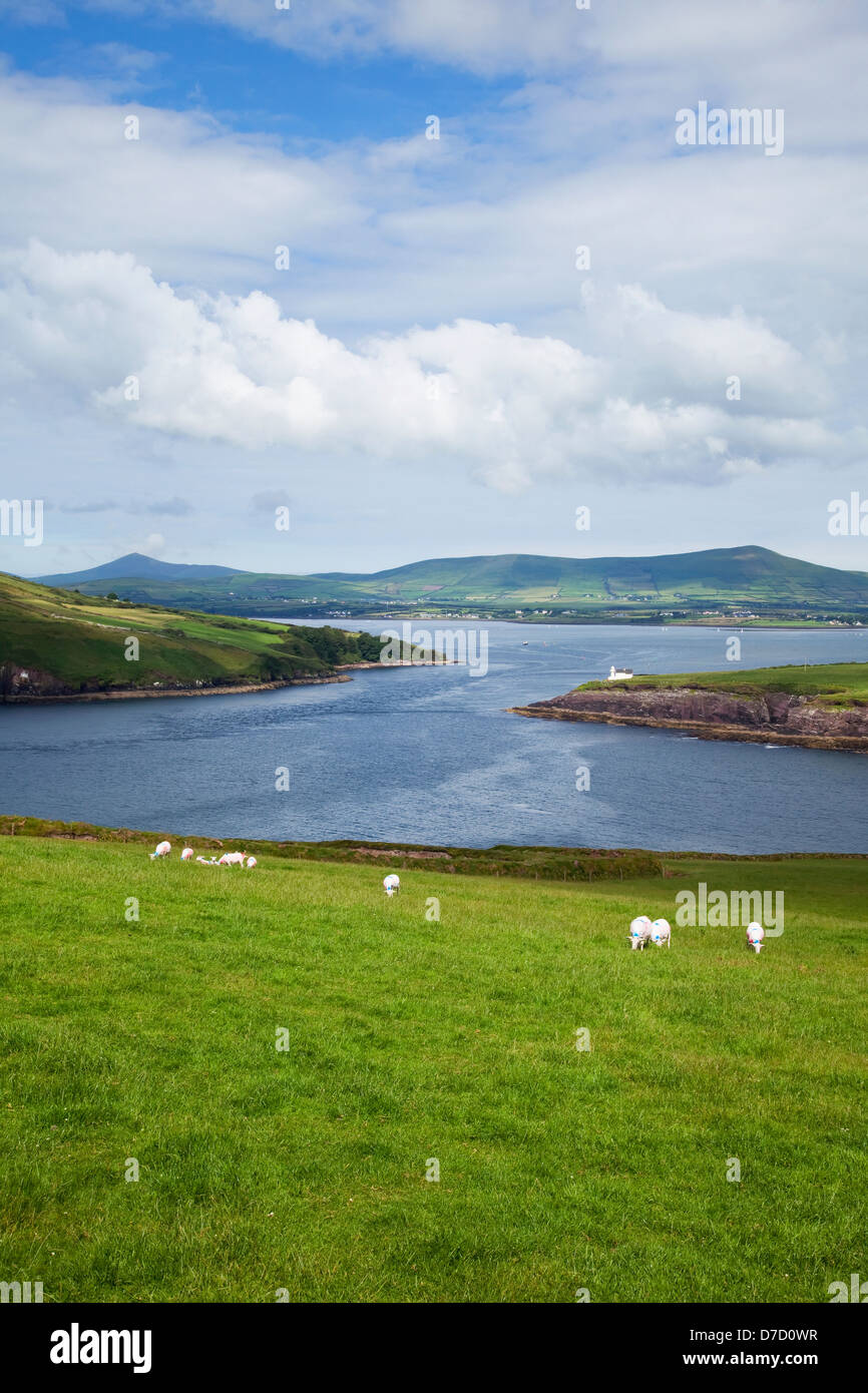 Schafe grasen auf einem Feld bei der Einfahrt in den Hafen von Dingle. County Kerry Irland Stockfoto