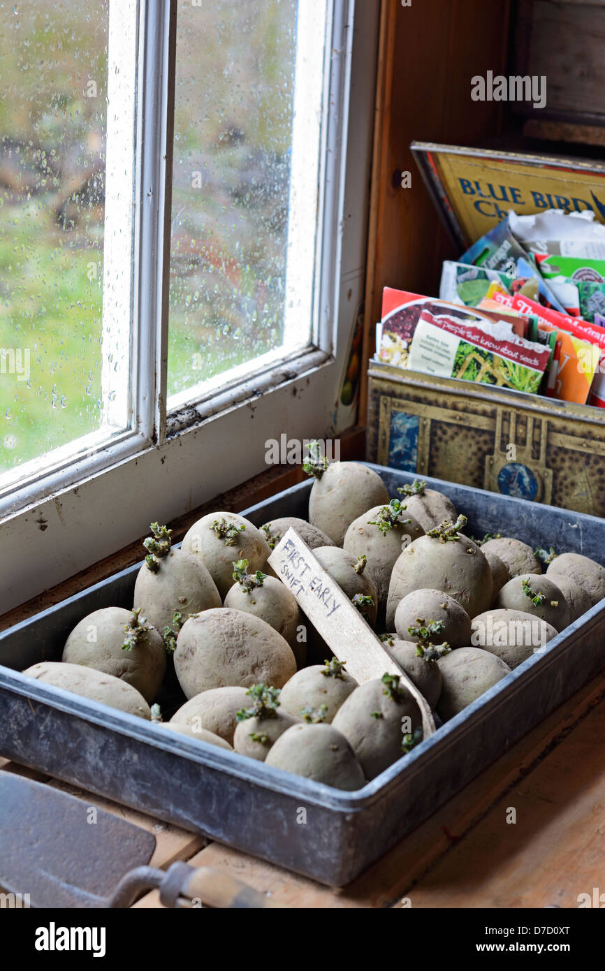 erste frühe Pflanzkartoffeln zertifiziert, vergossen "Swift", als Chiited im Fach neben Blumenerde Fenster Stockfoto