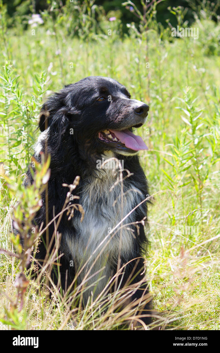 ein Australian Shepherd Dog ruht auf der Wiese Stockfoto