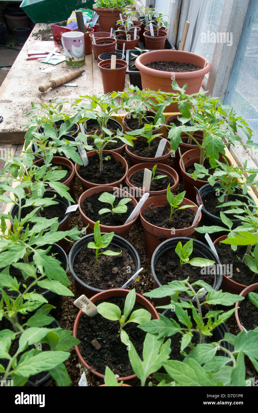 Gewchshaus Blumenerde Bank mit Tomaten-Smlinge in Tpfe, Saatgut Pakete  Etiketten und Sonstiges im Garten Stockfotografie - Alamy