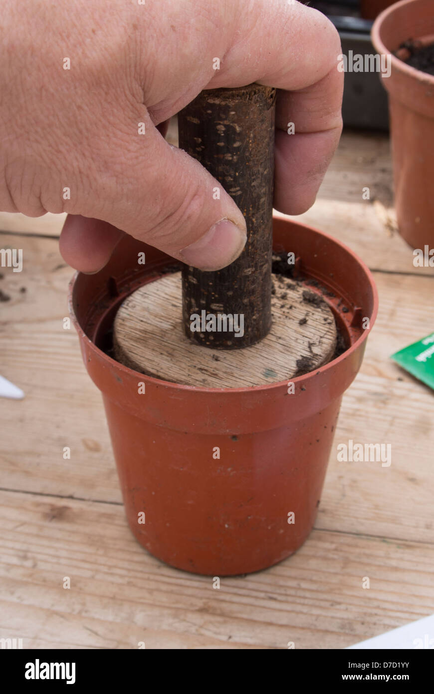 Gärtner einerseits mit hausgemachten hölzerne Tamper, feste Kompost vor der Aussaat Samen Stockfoto