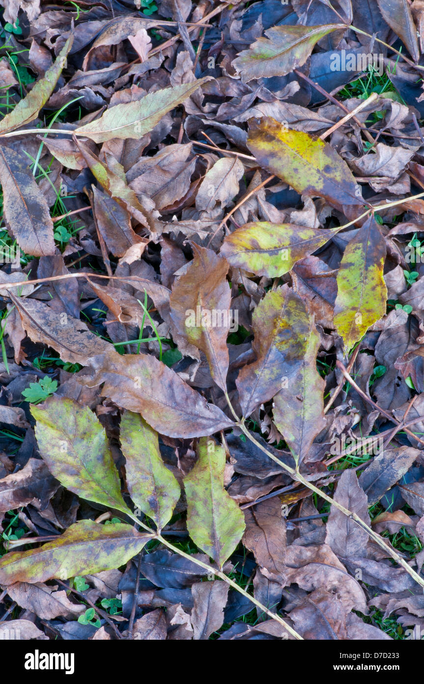 Esche: Fraxinus Excelsior. Laub auf Boden im Herbst. Surrey, November. Stockfoto