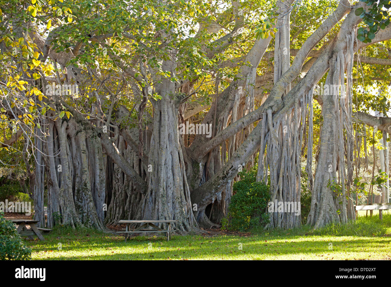 riesigen Ficus lofty Fig im Hugh Taylor Birch State Park in Fort Lauderdale, Brower County, Florida, USA Stockfoto