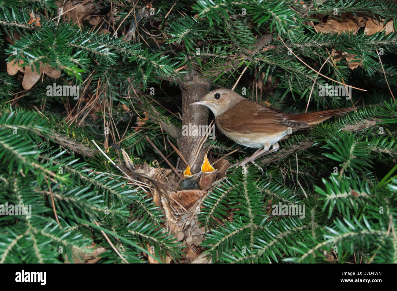 Nachtigall-kleiner Vogel-Nest und Küken im Frühling Stockfoto