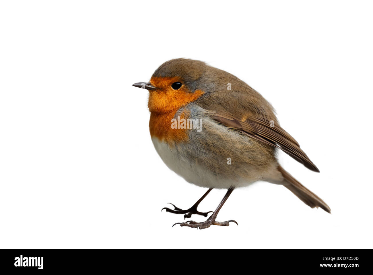 Rotkehlchen isoliert auf weißem Hintergrund Stockfoto