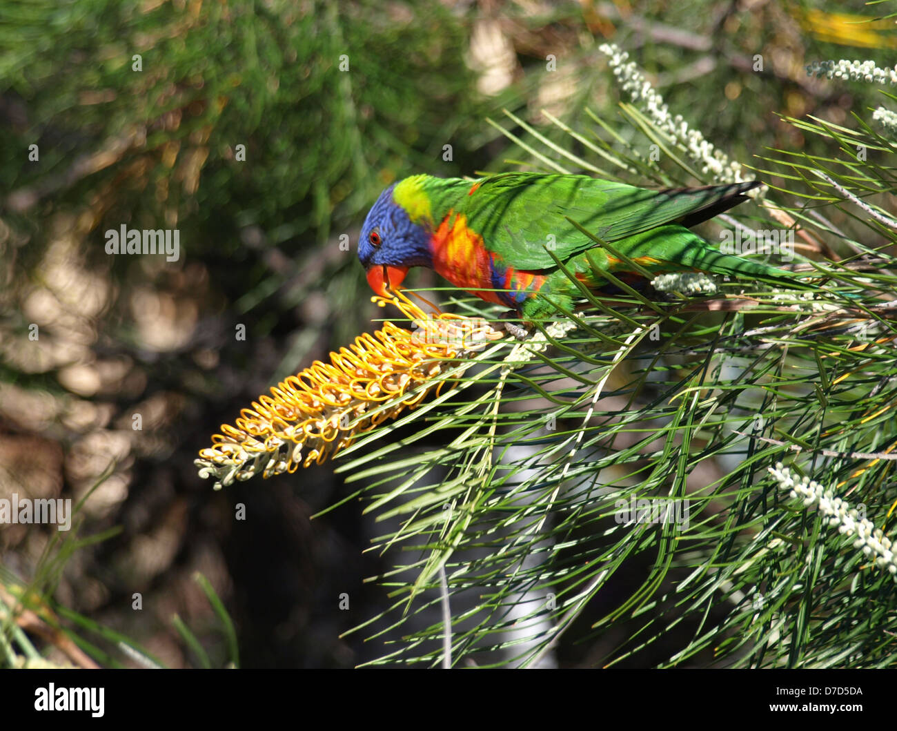 Regenbogen lorakeet Stockfoto