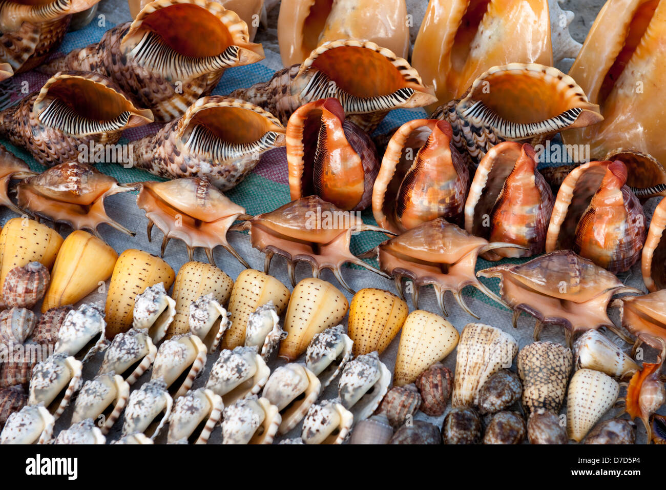 Schalen für Verkauf, Nacala, Mosambik Stockfoto