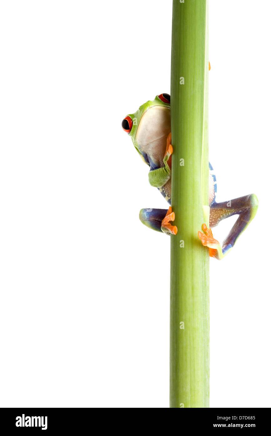 Frosch hinter einer Pflanze - eine rotäugigen Baumfrosch (Agalychnis Callidryas) Closeup isoliert auf weiss Stockfoto