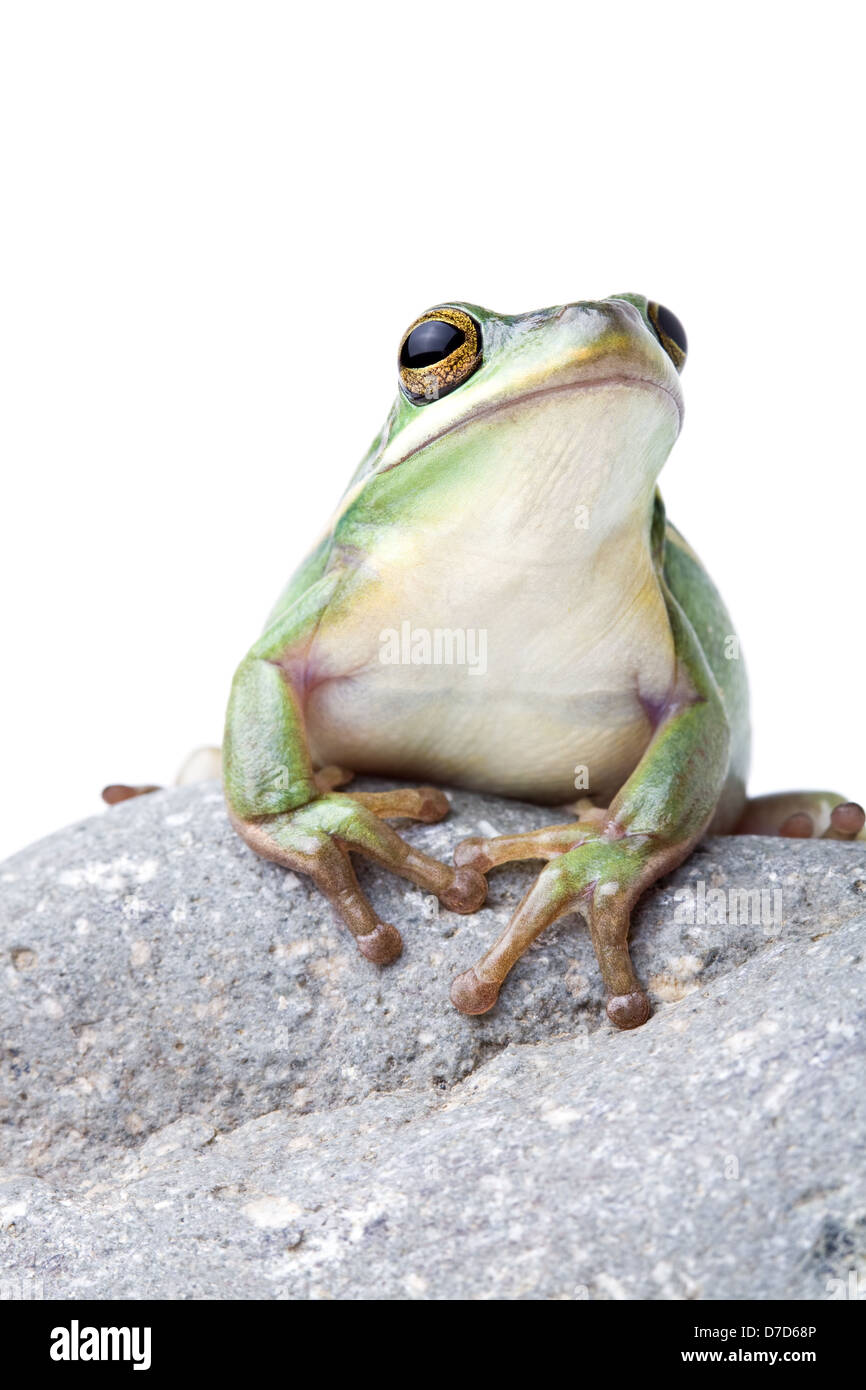 Grüner Baum-Frosch auf einem Felsen, Nahaufnahme, isoliert auf weiss Stockfoto