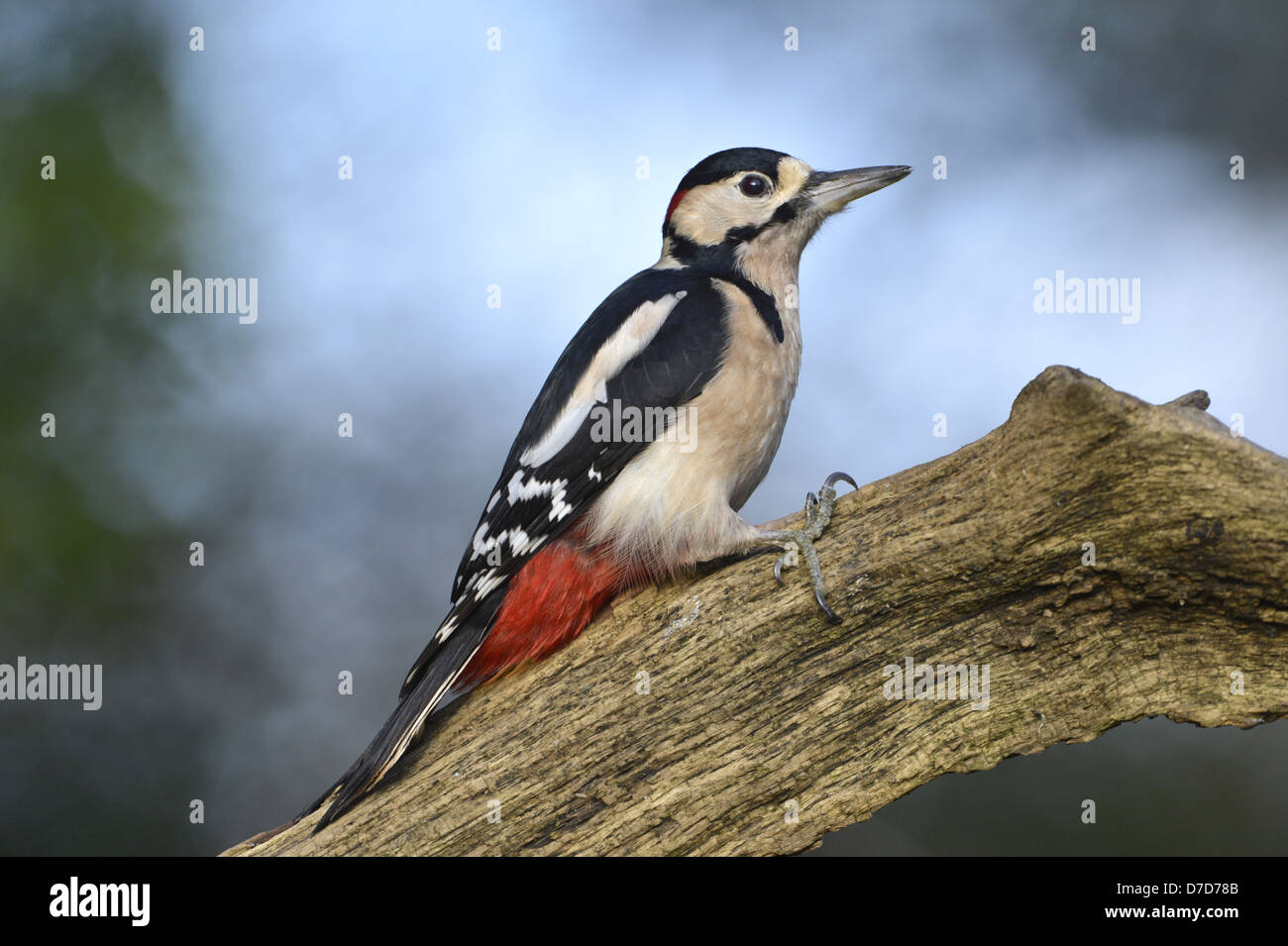 Großen Spotted Woodpecker Dendrocopus großen Stockfoto