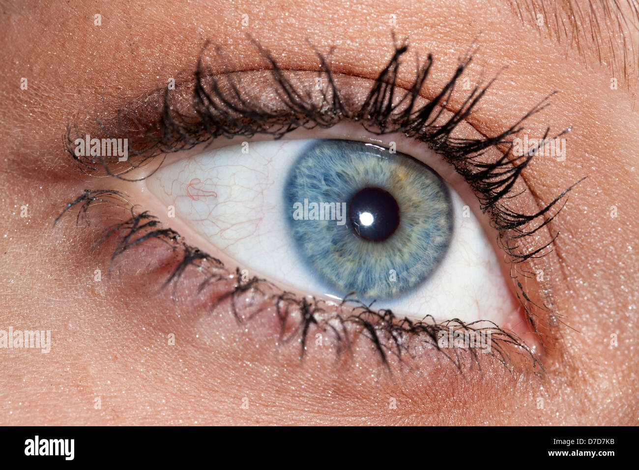 Makroaufnahme eines weiblichen Auges rechts und oben Stockfoto