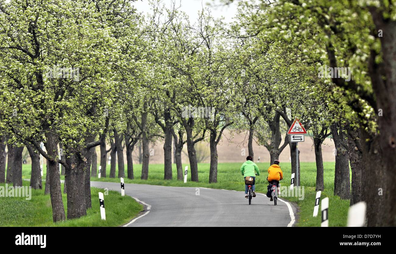 Zwei Personen radeln Sie entlang einer Straße umgeben von blühenden Obstbäumen in der Nähe von Wermsdorf Neichen, Deutschland, 4. Mai 2013. Meteorologen erwarten sonnige Wetter am Wochenende. Foto: JAN WOITAS Stockfoto