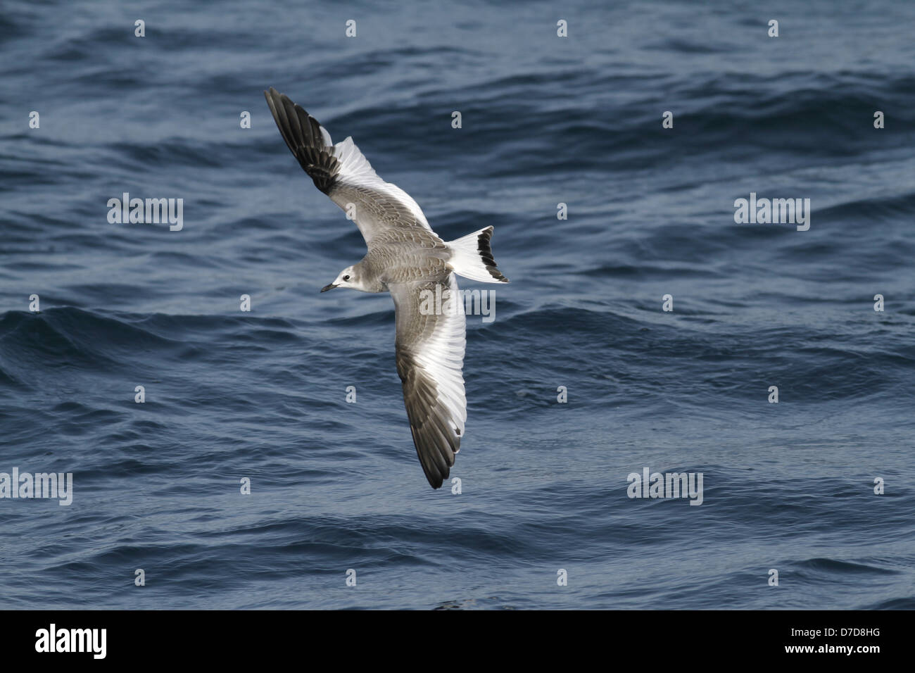 Sabine's Gull Larus sabini Stockfoto