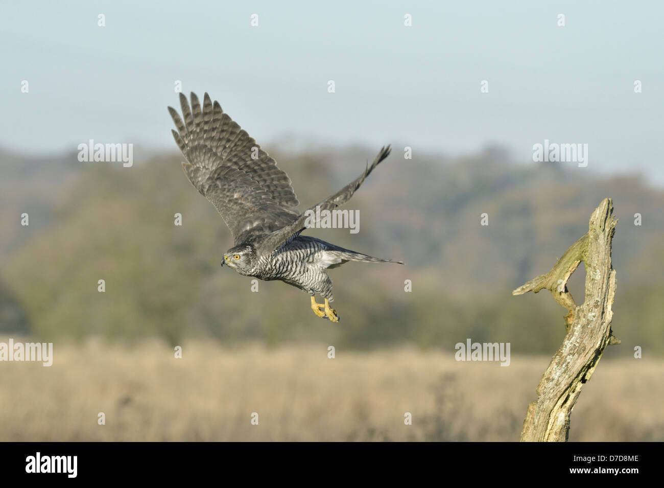Habicht Accipiter gentilis Stockfoto