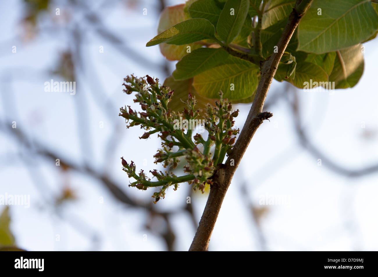 frischen Pistazien wachsen auf einem Pistazienbaum in Griechenland Stockfoto