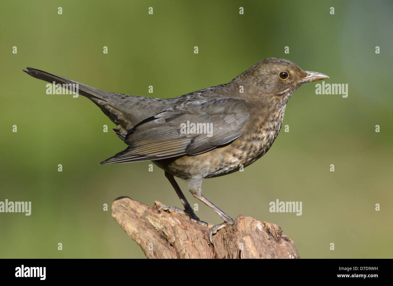 Amsel Turdus merula Stockfoto