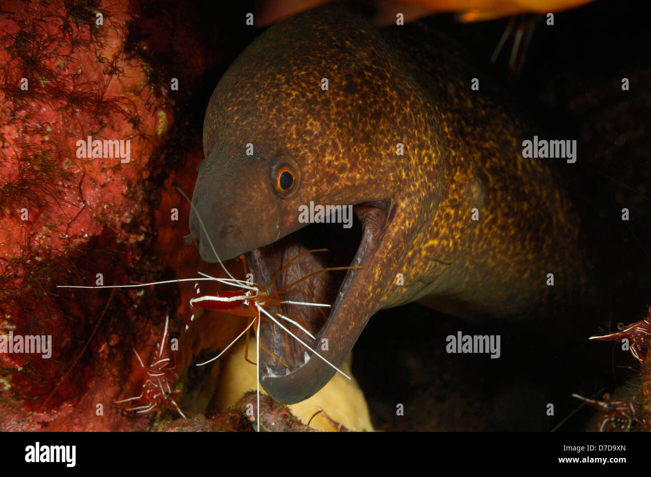 Gelb umrandeten Moray gereinigt von Skunk Putzergarnelen, Gymnothorax Flavimarginatus, Lysmata Amboniensis, Bali, Indonesien Stockfoto