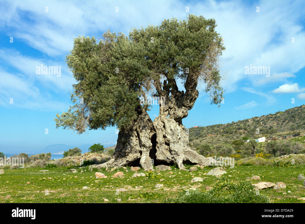 eine alte Olive Tree finden sich in Aegia Insel Griechenland Stockfoto