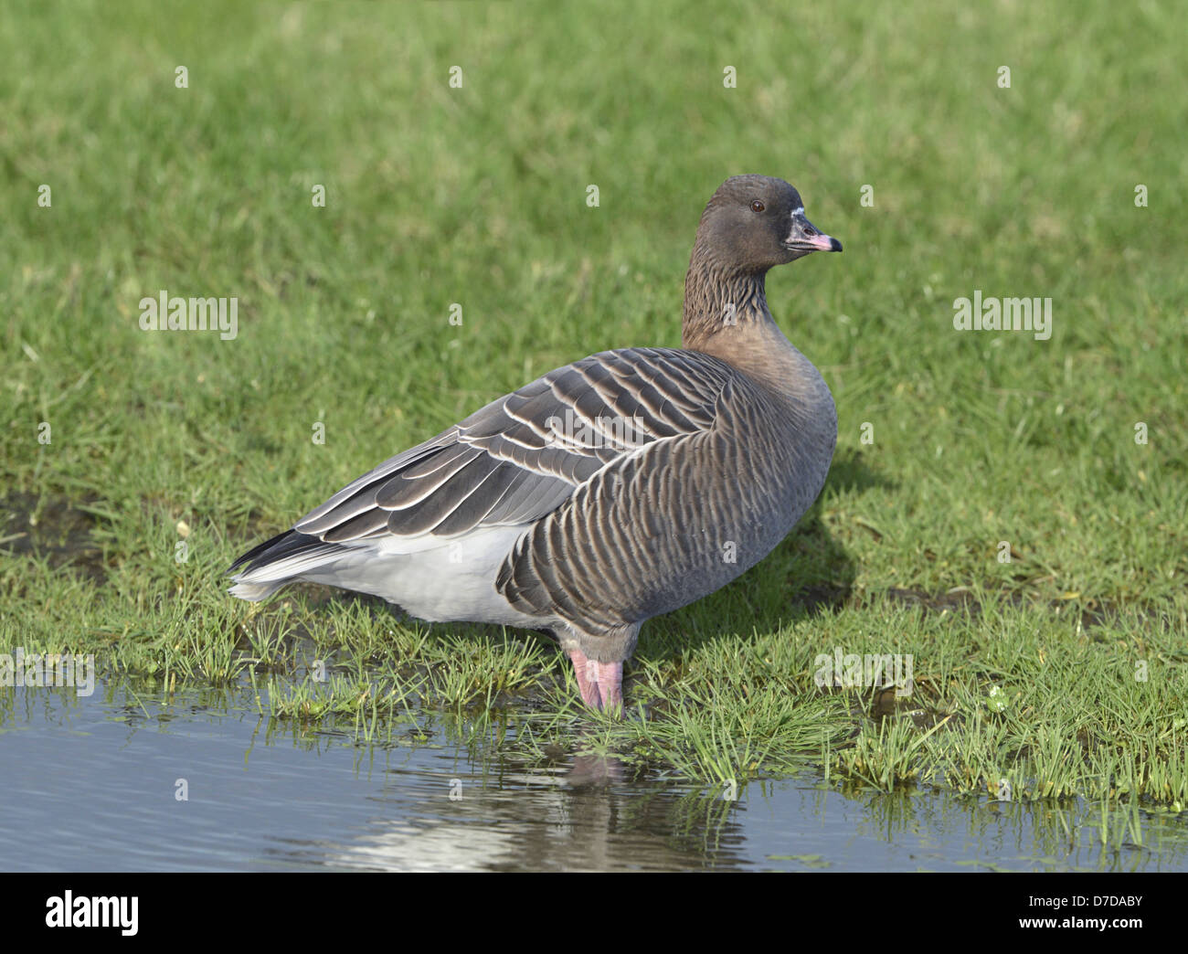 Pink-footed Gans Anser brachyrhynchus Stockfoto