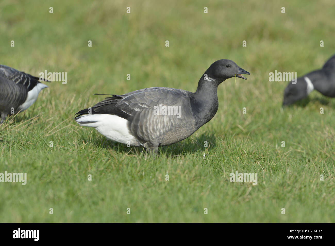 Brent Goose, dunkel-bellied Rennen Branta bernicla Stockfoto