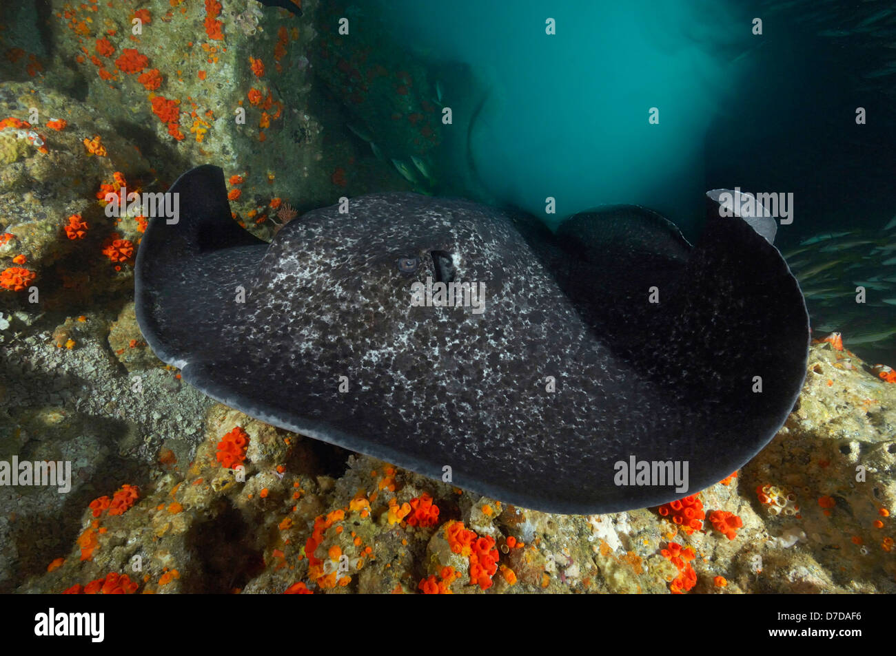 Blackspotted Stingray, Taeniura Meyeni, Cocos Island, Costa Rica Stockfoto