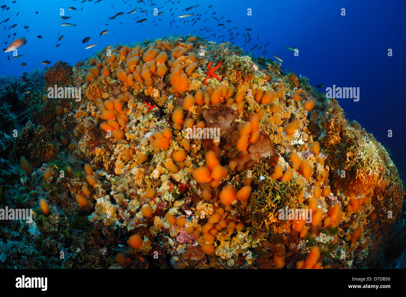 Colonial Meer Spritzen, Aplidium Proliferum, Svetac, Adria, Kroatien Stockfoto