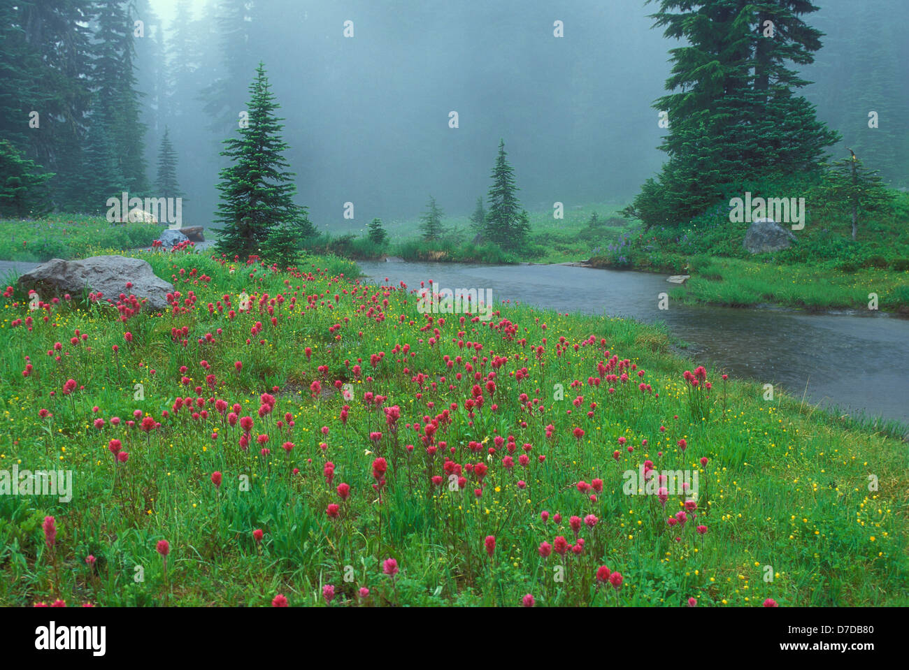 Wildblumen und Teich in Regen, Nisqually Vista Weg; Mount Rainier Nationalpark, Washington. Stockfoto