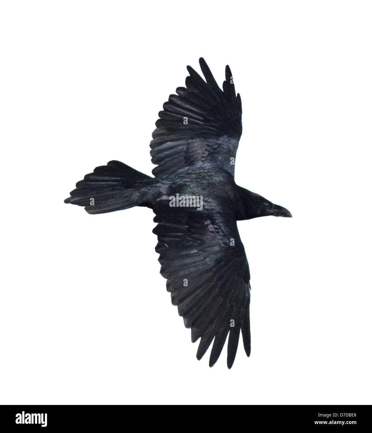 Raven-Corvus corax Stockfoto