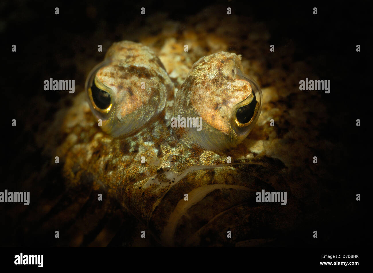 Mediterrane Scaldfish Flunder, Arnoglossus SP., Piran, Adria, Slowenien Stockfoto